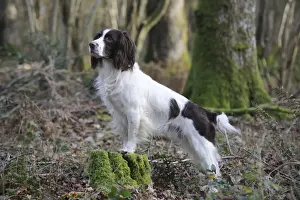 DOG - English springer spaniel standing on tree stump