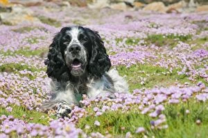 Images Dated 1st January 2000: Dog - English Springer Spaniel - in Thrift