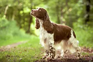 Dog - English springer spaniel in woodland