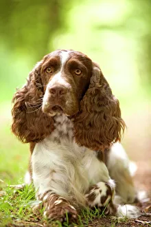 Dog - English springer spaniel in woodland