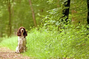 Dog - English springer spaniel on woodland path