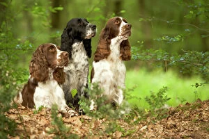 Mixed Colours Collection: Dog - English springer spaniels in woodland