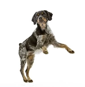 Images Dated 22nd October 2011: Dog - Epagneul Breton - on hind legs