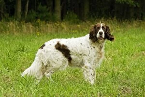 Images Dated 27th August 2007: Dog - Epagneul Francais. Also known as French Spaniel