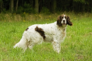 Images Dated 27th August 2007: Dog - Epagneul Francais. Also known as French Spaniel