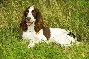 Images Dated 27th August 2007: Dog - Epagneul Francais - lying amongst grass. Also known as French Spaniel