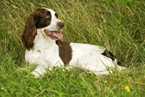 Dog - Epagneul Francais - lying amongst grass