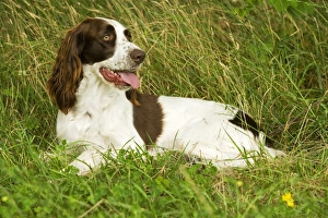 Images Dated 27th August 2007: Dog - Epagneul Francais - lying amongst grass. Also known as French Spaniel