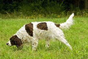 Images Dated 27th August 2007: Dog - Epagneul Francais - scenting. Also known as French Spaniel