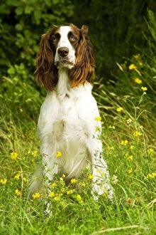 Images Dated 27th August 2007: Dog - Epagneul Francais - sitting amongst flowers. Also known as French Spaniel