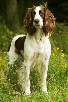 Images Dated 27th August 2007: Dog - Epagneul Francais - standing amongst flowers. Also known as French Spaniel