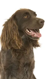 Dog - Epagneul de Saint-Usuge. Also know as Saint Usuge Spaniel