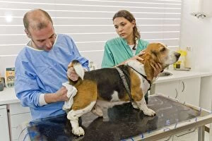 Dog - being examined by vet - emptying anal glands