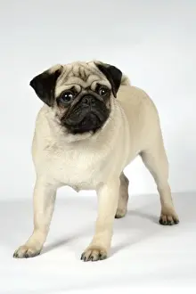 DOG. Fawn pug