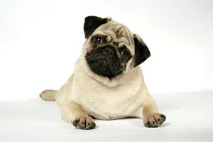Images Dated 12th September 2007: DOG. Fawn pug