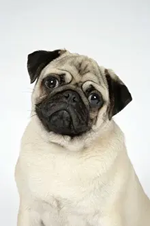 DOG. Fawn pug