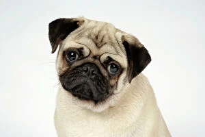 Images Dated 12th September 2007: DOG. Fawn pug