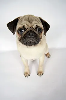 Images Dated 12th September 2007: DOG. Fawn pug