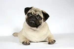 DOG. Fawn pug laying down