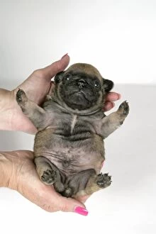 DOG. Fawn pug puppy (3 weeks old) being held by owner