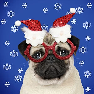 Dog, Fawn pug, wearing Christmas glasses