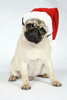 Images Dated 12th September 2007: DOG. Fawn pug - wearing Christmas hat Digital Manipulation: Hat JD