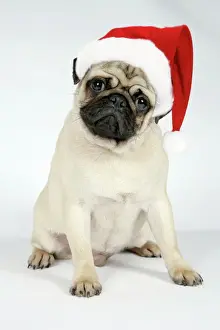 Hats Prints: DOG. Fawn pug - wearing Christmas hat Digital Manipulation: Hat JD