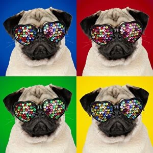 DOG - Fawn pug - wearing disco sun-glasses
