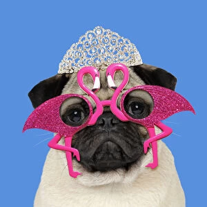 DOG, Fawn pug wearing flamingo sun-glasses and tiara