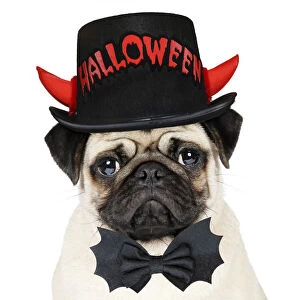 DOG. Fawn pug wearing Halloween hat and bow tie