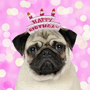 Birthdays Gallery: DOG, Fawn pug wearing a Happy Birthday hat
