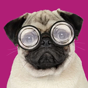 DOG - Fawn pug - wearing thick lens glasses Date: 12-09-2007