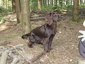 Dog - Field Spaniel in woods
