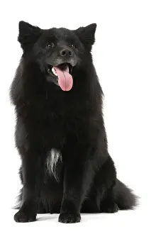 Dog - Finnish Lapland Dog