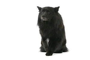 Images Dated 11th March 2006: Dog - Finnish Lapland Dog