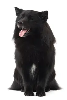 Dog - Finnish Lapland Dog