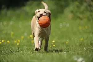 Dog - Fox Red Labrador - puppy running in garden holding a basketball