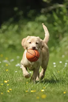 Dog - Fox Red Labrador - puppy running in garden holding a basketball
