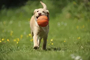 Ball Prints: Dog - Fox Red Labrador - puppy running in garden holding a basketball