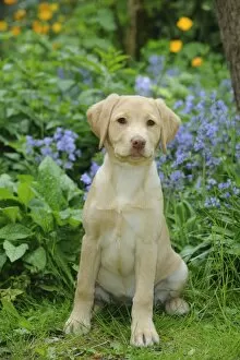 Images Dated 25th May 2010: Dog - Fox Red Labrador - puppy sitting in garden