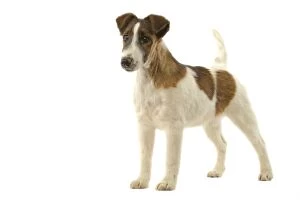 Images Dated 11th March 2006: Dog - Fox Terrier