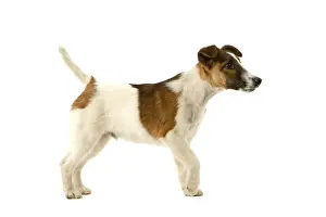 Dog - Fox Terrier