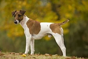 Images Dated 26th October 2008: Dog - Fox Terrier - short-haired - outside
