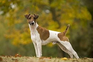 Images Dated 26th October 2008: Dog - Fox Terrier - short-haired - outside