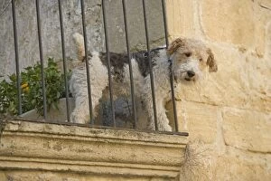 Dog - Fox Terrier tooking down from balcony