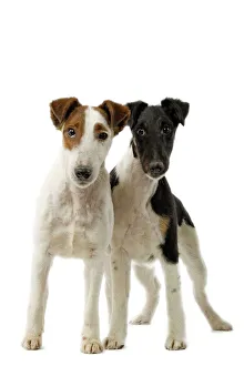 Images Dated 11th March 2006: Dog - Fox Terriers