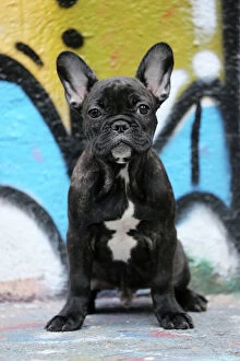 Wall Gallery: Dog - French Bulldog