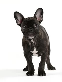Images Dated 23rd September 2014: Dog - French Bulldog