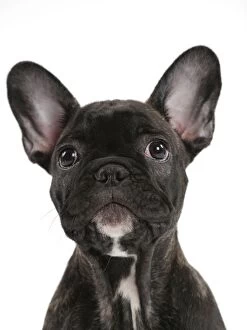 Images Dated 23rd September 2014: Dog - French Bulldog