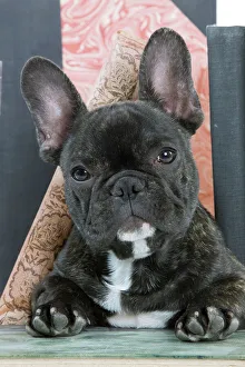 Utility Breeds Collection: Dog - French Bulldog